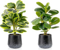 2 Pack Faux Peperomia Plants in Pots – 11" Small Artificial Greenery, Evergreen & Maintenance-Free for Home or Office